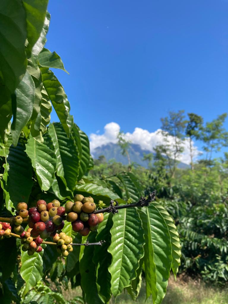 Kaliselogiri coffee