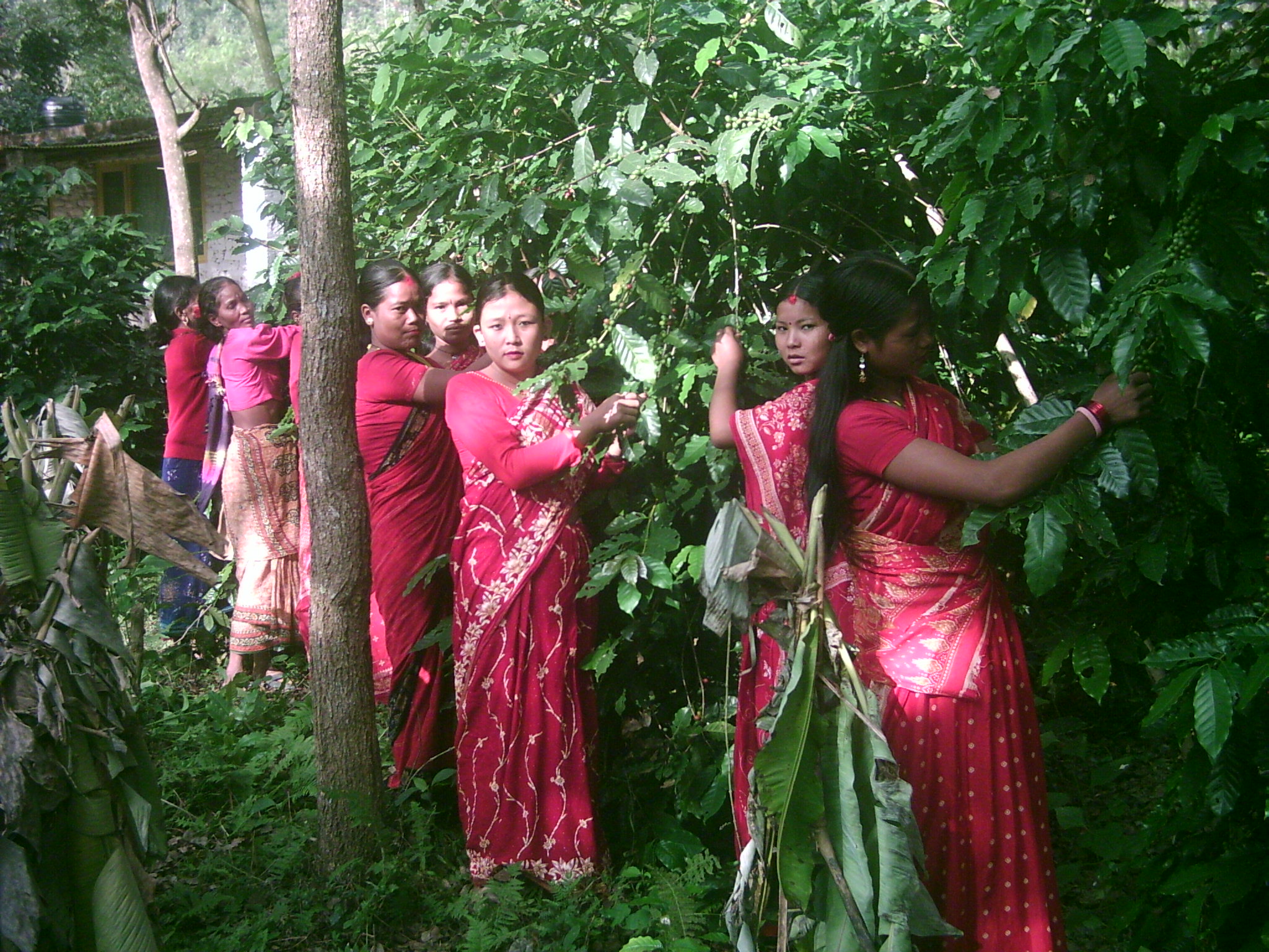 Nepal coffee