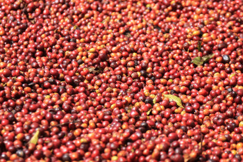 Ethiopian coffee