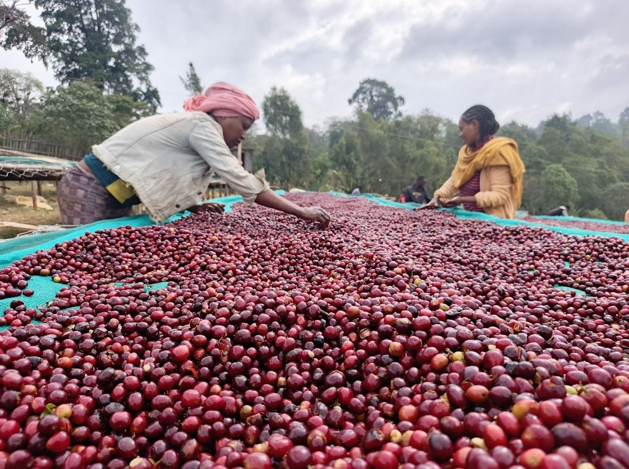 Ethiopia Natural Yirgacheffe Gr.1 – Halo Beriti 1
