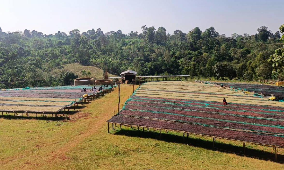 Ethiopia Natural Yirgacheffe Gr.1 – Halo Beriti 2.jpg