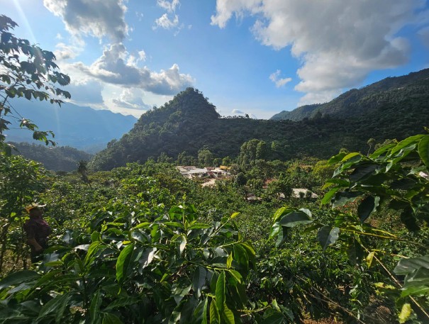 Guatemala_maragogype1
