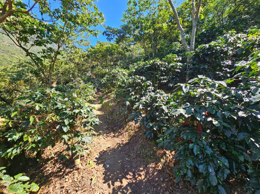 Guatemala_maragogype2