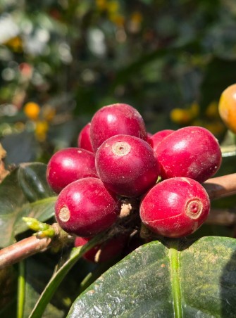 Guatemala_maragogype4