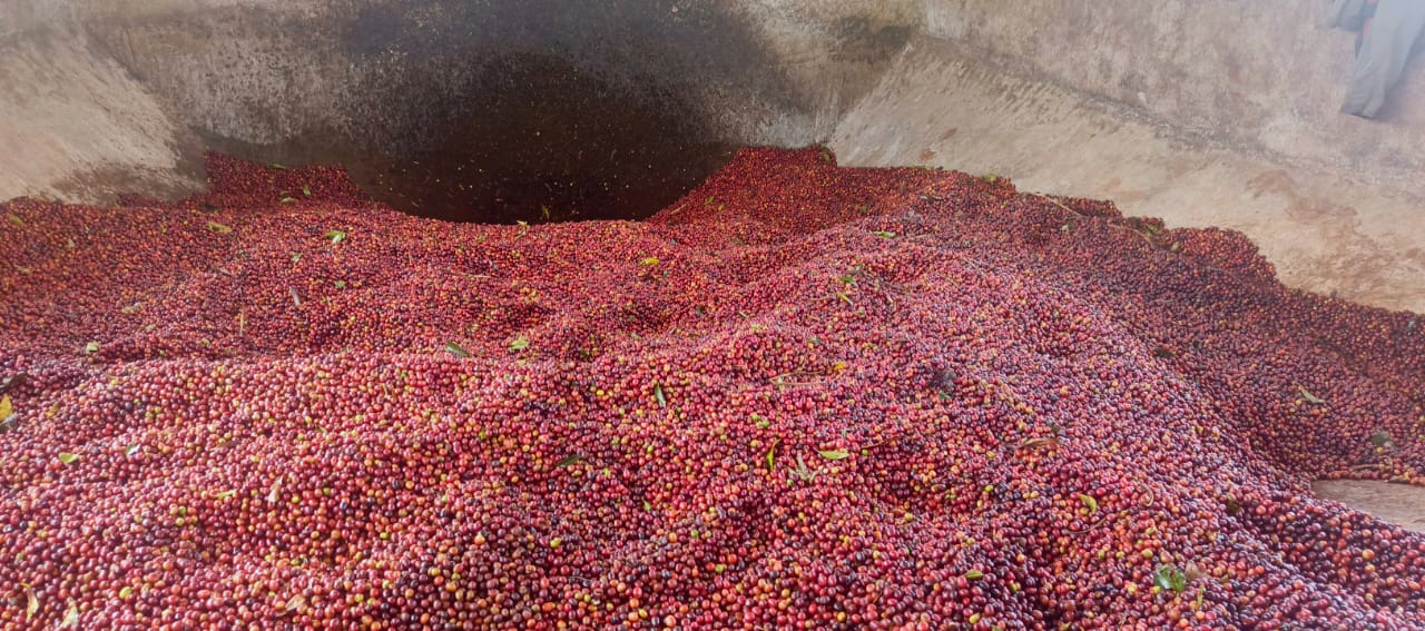 Ethiopia Washed Sidamo Gr.1_Nensebo 119_b.jpg