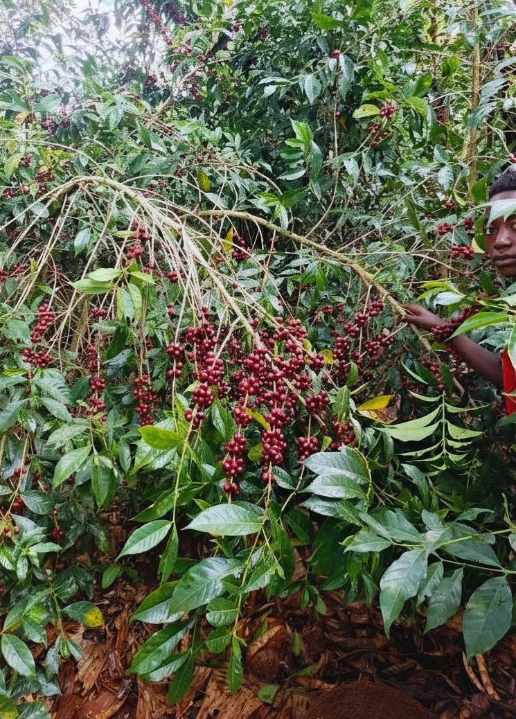 Sidamo Etiopia 119