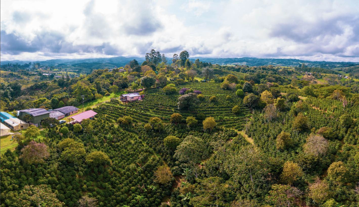 Sandalj traceability project, Colombia natural coffee