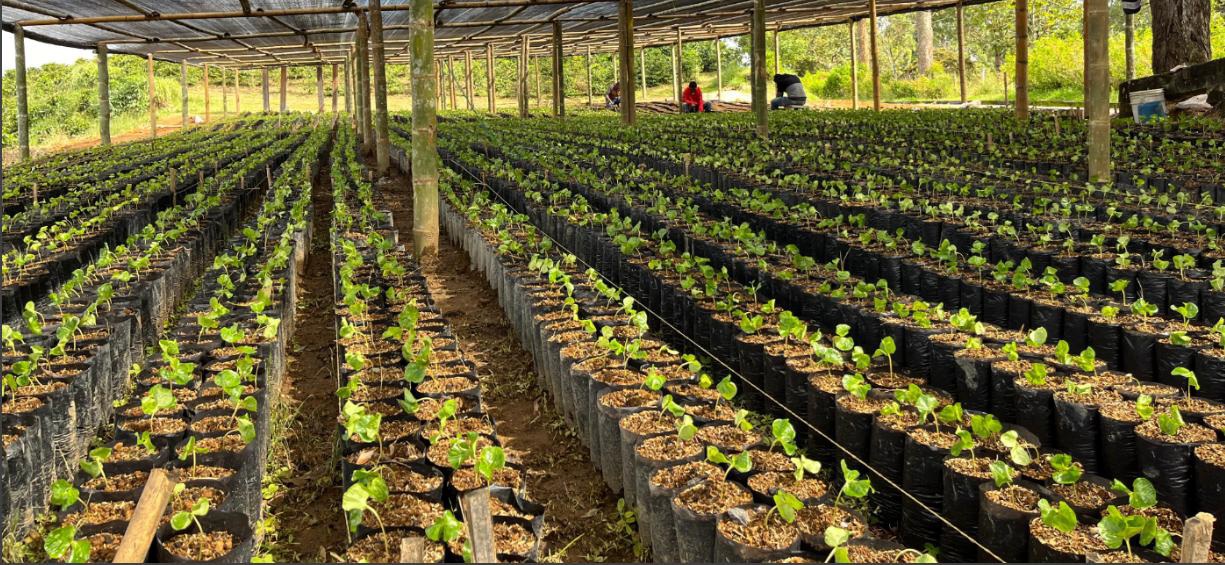 Sandalj traceability project, Colombia natural coffee