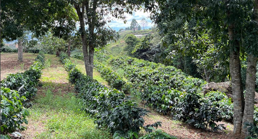 Sandalj traceability project, Colombia natural coffee