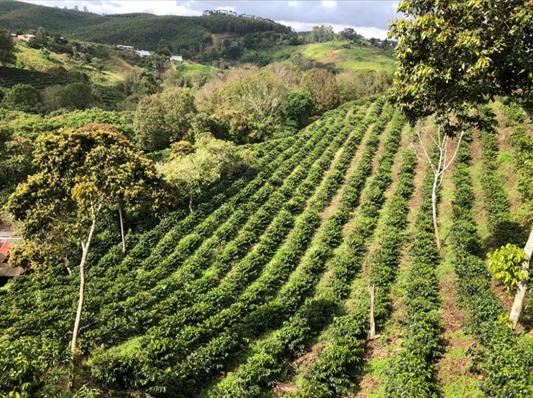 Sandalj traceability project, Colombia natural coffee