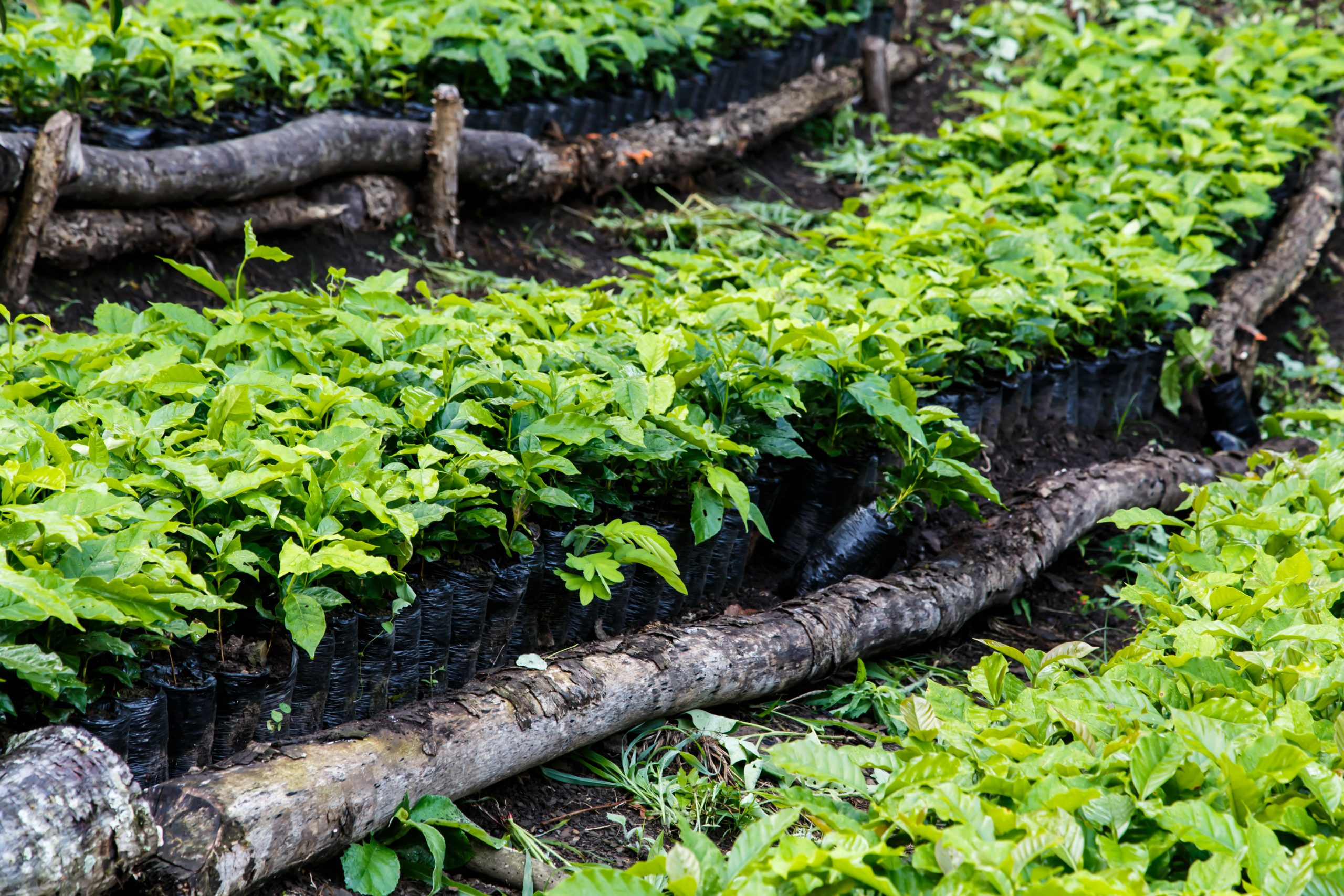 shutterstock_230693158 coffee nicaragua