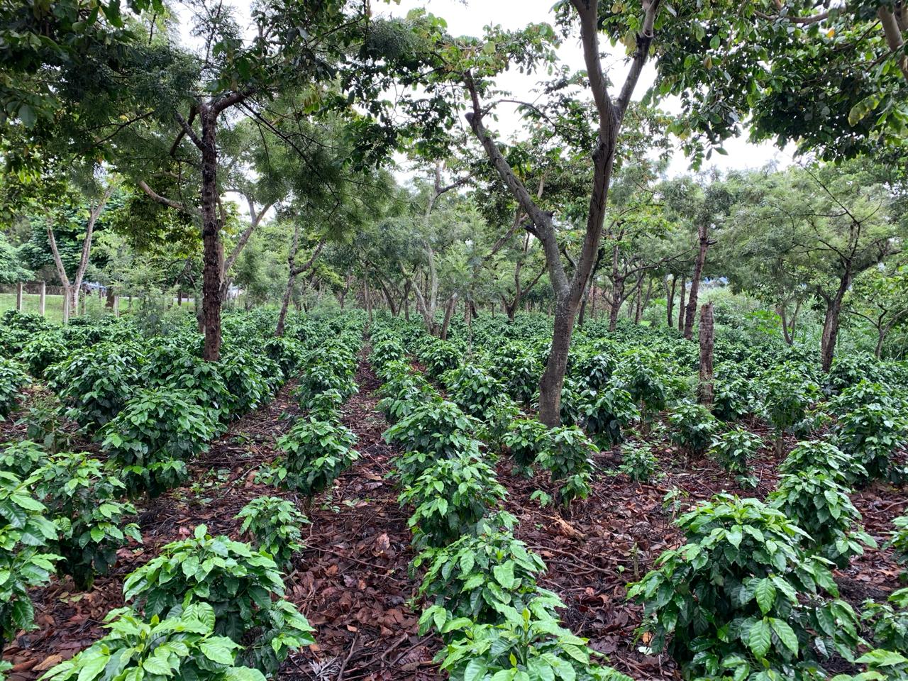 Guatemala Finca Aves STP