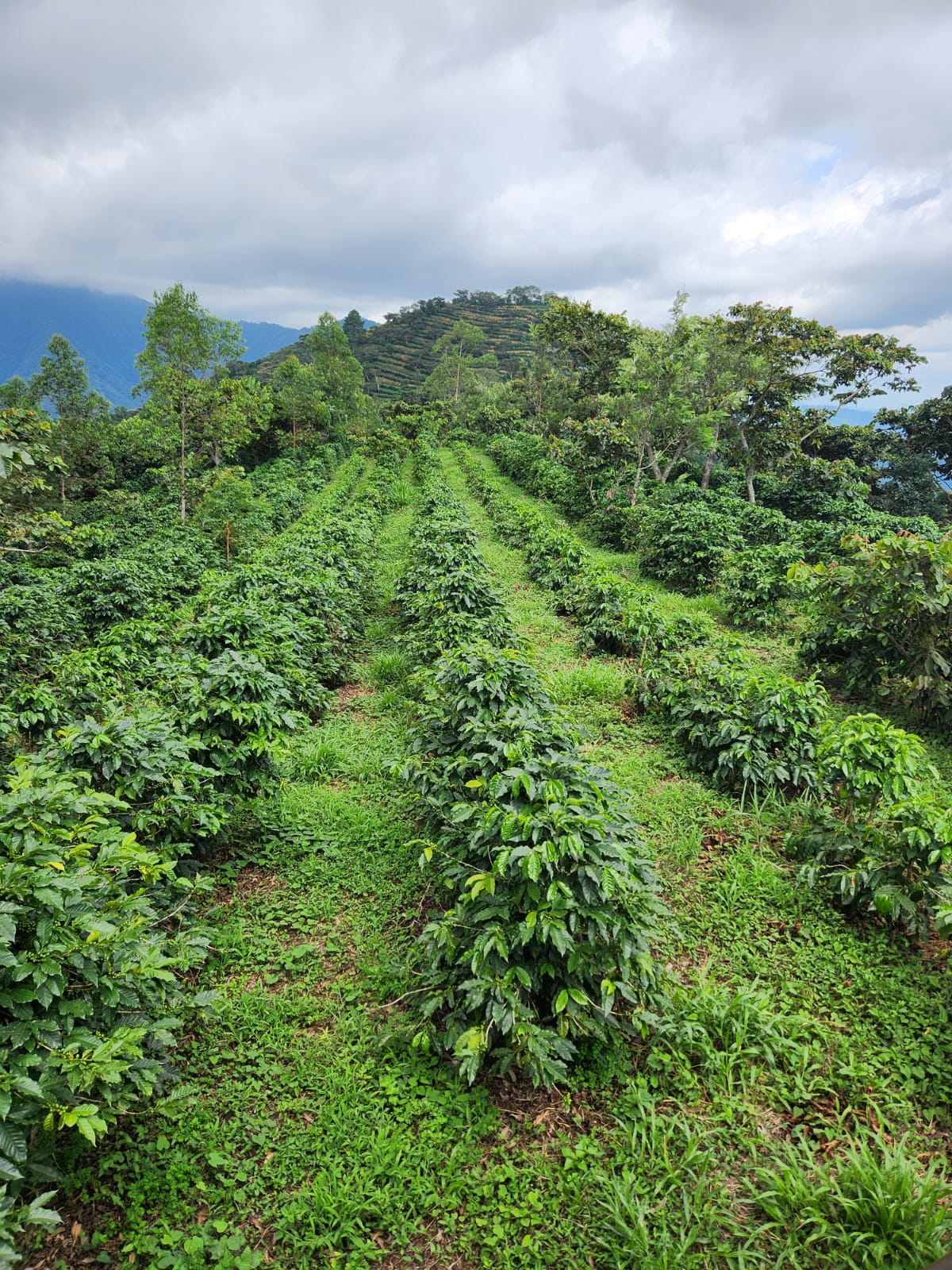 Finca Aves STP
