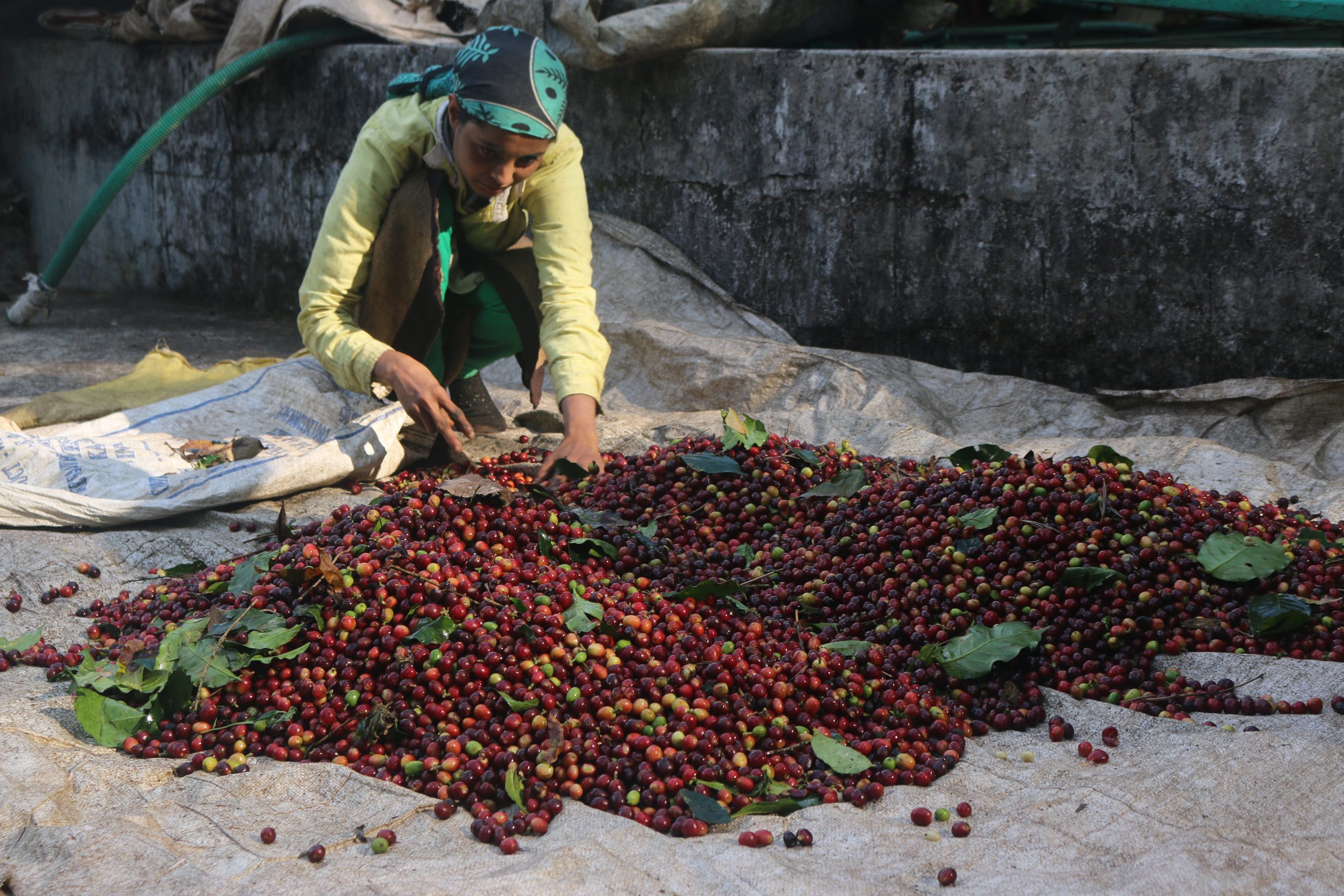 Pre pulping sorting Harangal